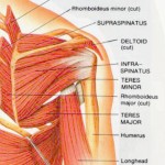 shoulder muscles posterior view